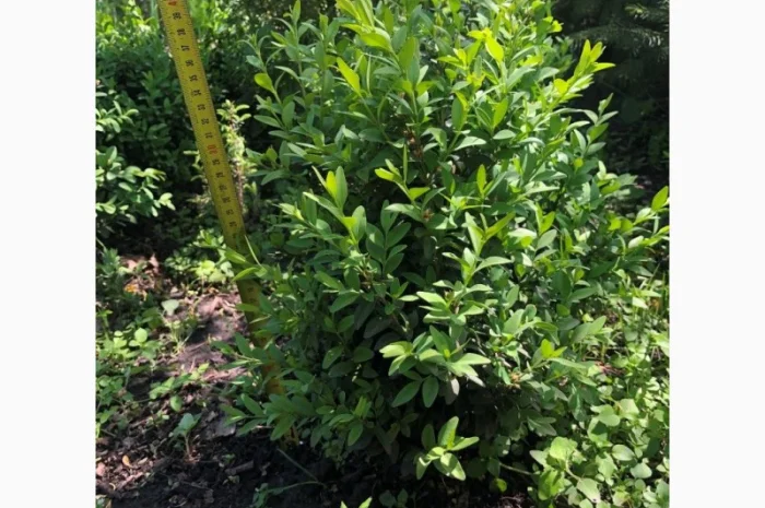 Продам Самшит (Buxus)- фото № 2