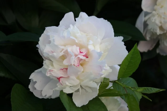 Саженец белого пиона- фото № 1