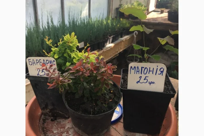 Магнолія- фото № 2