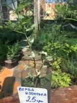 Магнолія- фото № 3