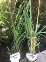 Магнолія- фото № 4