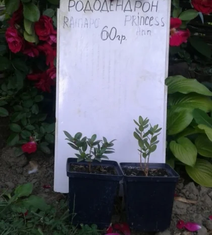 Рододендрон – трехлетнее растение в горшке- фото № 1