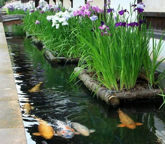 Водные растения для вашего пруда- фото № 1