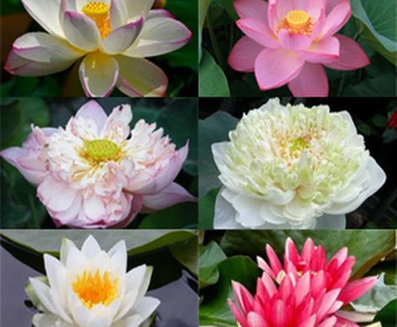 Водные растения для вашего пруда- фото № 2