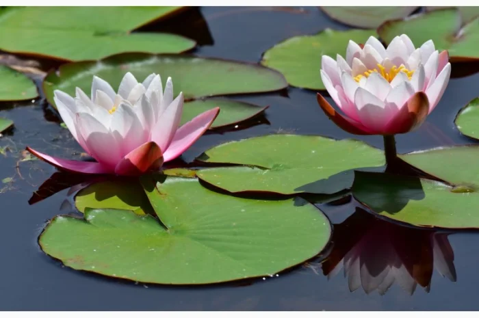 Водные растения для вашего пруда- фото № 4