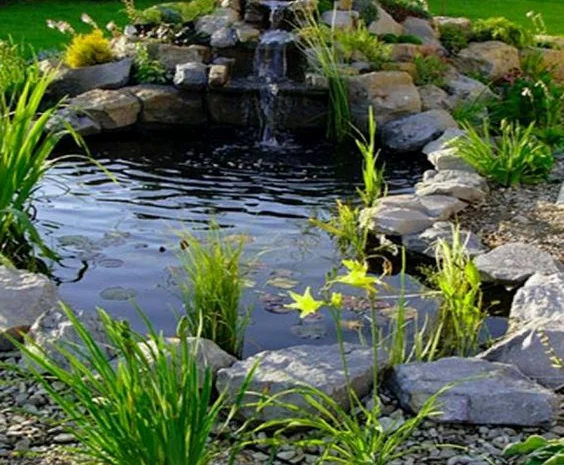 Водные растения для вашего пруда- фото № 6