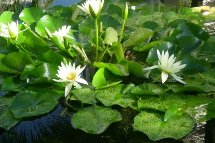 Водные растения для вашего пруда- фото № 8