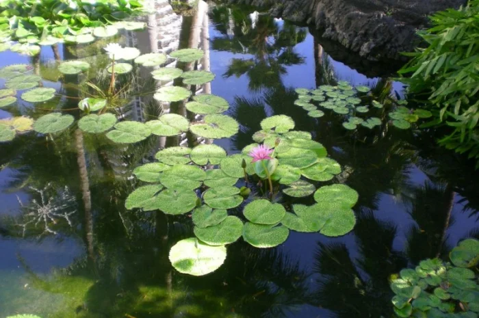 Водные растения для вашего пруда- фото № 9