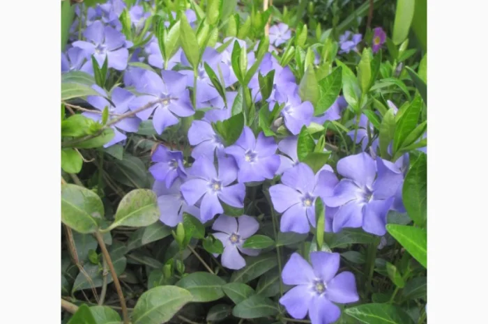 Пропонуються саджанці Барвінку для вашого саду- фото № 1