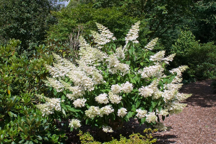 Гортензія метельчата Grandiflora – продаж саджанців- фото № 1