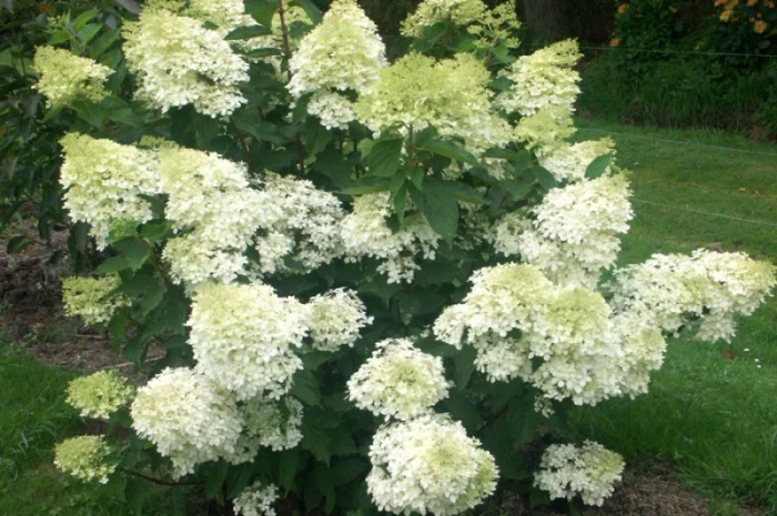 Гортензія метельчата Grandiflora – продаж саджанців- фото № 3