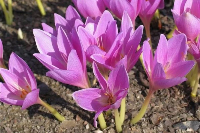 Крокус осенний - Колхикум - луковицы в продаже- фото № 1