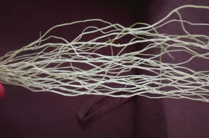 Гилочки кручёной вербы для декора- фото № 3