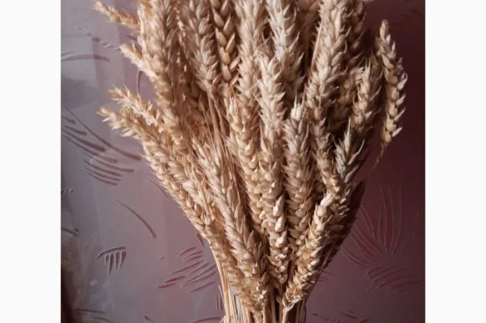 Продам колоски пшениці та квіти маку для квіткових композицій та декору- фото № 2