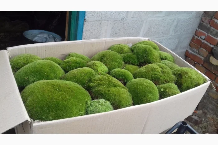 Живой мох левкобриум на кочках- фото № 1