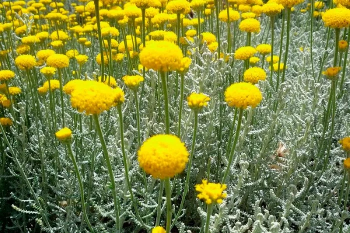 Сантолина перистая – декоративный кустарник- фото № 1