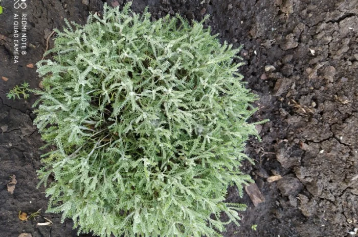 Сантолина перистая – декоративный кустарник- фото № 2