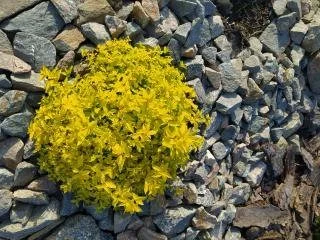 Спирея японская Голден Карпет, голден ELF- фото № 2