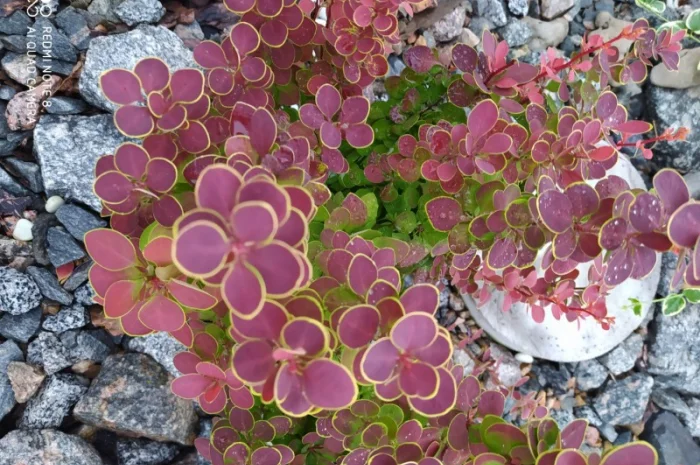 Барбарис Оранж Санрайз 1 год 65 грн, 2 года 85 грн- фото № 2