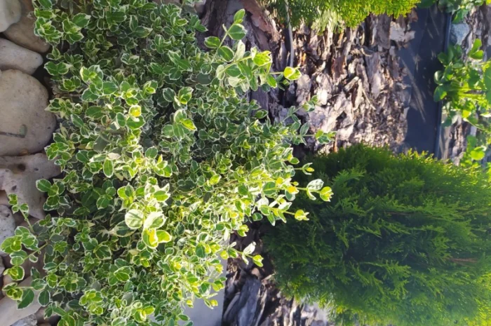 Бересклет Эмеральдгаети – вечнозеленое растение- фото № 3