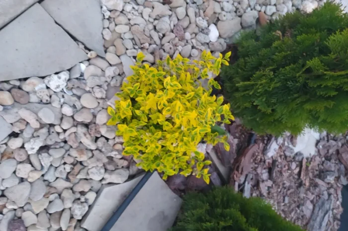 Бересклет Эмеральдгаети – вечнозеленое растение- фото № 4