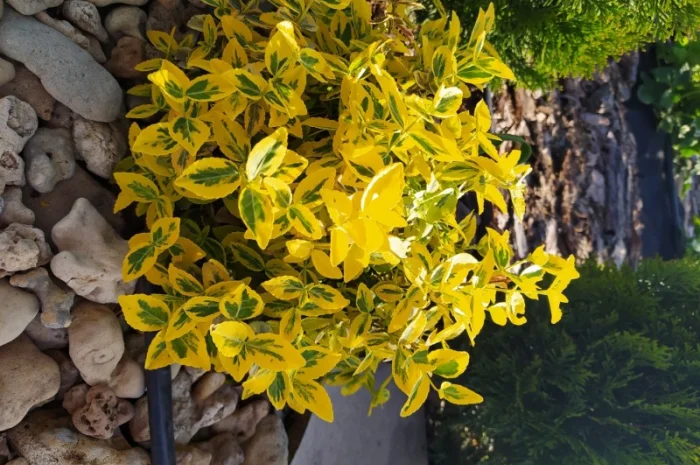 Бересклет Эмеральдгаети – вечнозеленое растение- фото № 1