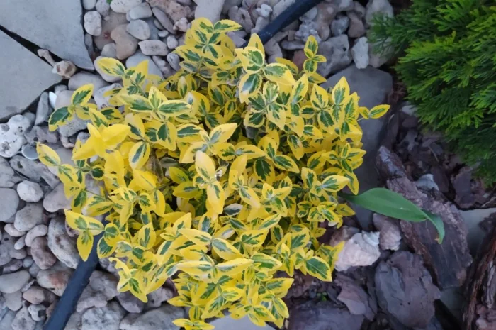 Бересклет Эмеральдгаети – вечнозеленое растение- фото № 5