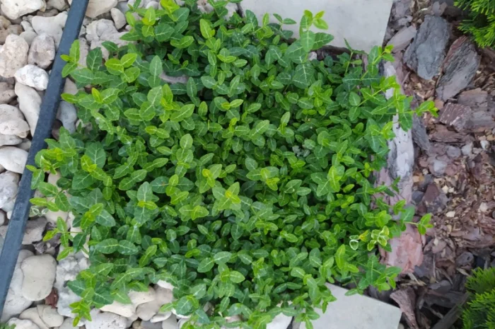 Бересклет Эмеральдгаети – вечнозеленое растение- фото № 6