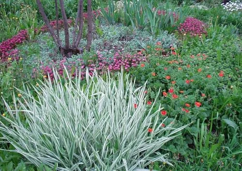 Двукисточник тростниковый, или фалярис- фото № 1