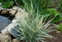 Двукисточник тростниковый, или фалярис- фото № 2