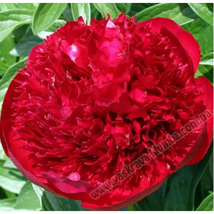 Пион травянистый "Диана Паркс" – продажа саженцев- фото № 1