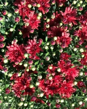 Хризантема шаровидная- фото № 1