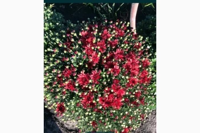 Хризантема шаровидная- фото № 2