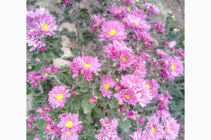 Хризантема шаровидная- фото № 4