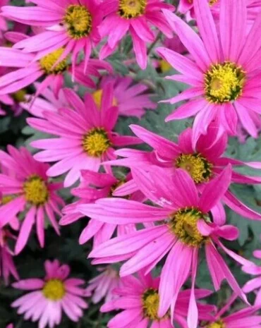 Хризантема шаровидная- фото № 5