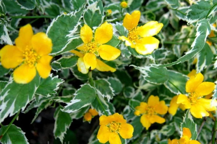 Керрия японская «Picta» 20-30 см- фото № 1