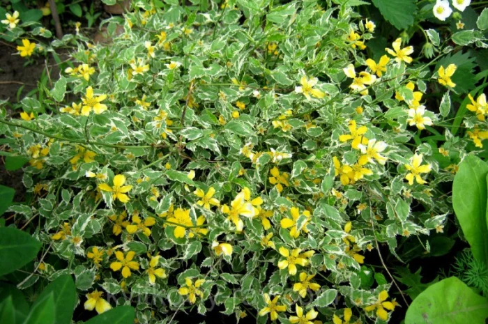 Керрия японская «Picta» 20-30 см- фото № 2