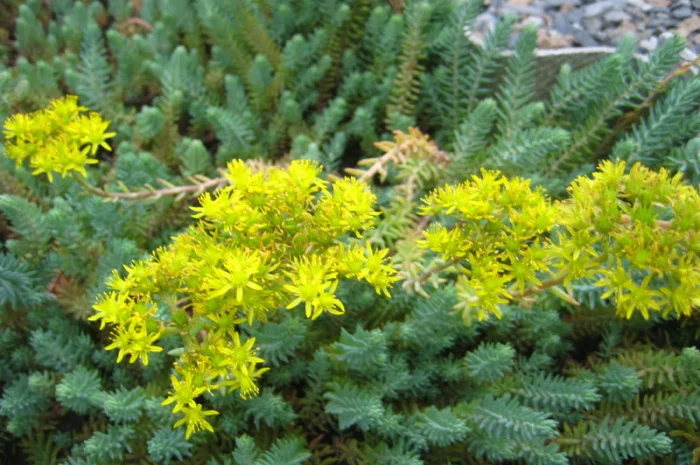 Очиток отогнутый Блу Форест- фото № 1