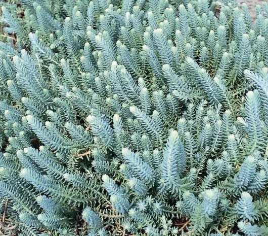 Очиток отогнутый Блу Форест- фото № 2