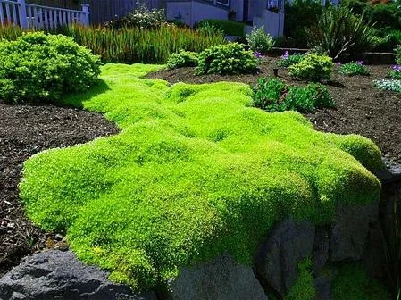 Мшанка шиловидна (Ірландський мох) - саджанці на продаж- фото № 1