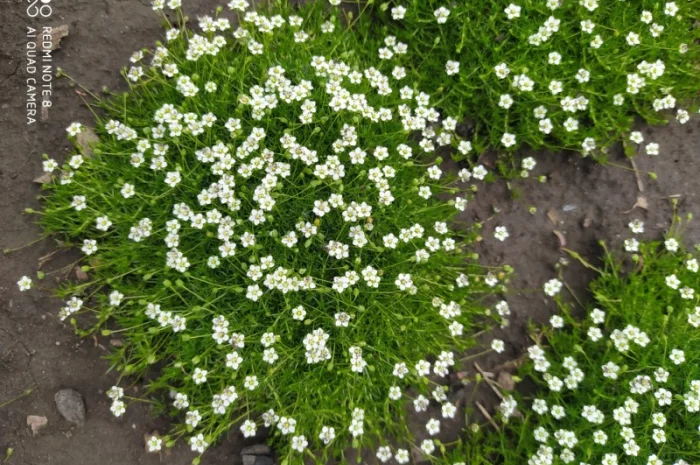 Мшанка шиловидна (Ірландський мох) - саджанці на продаж- фото № 2