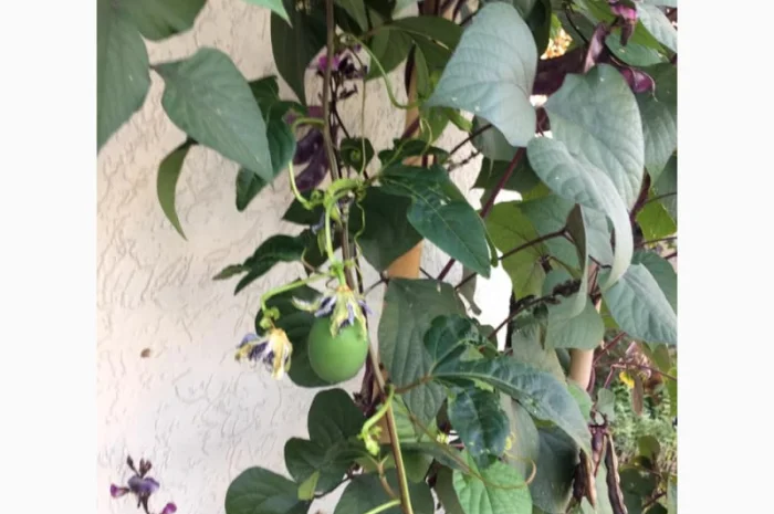 Пропонуємо саженці пассифлори маракок- фото № 1