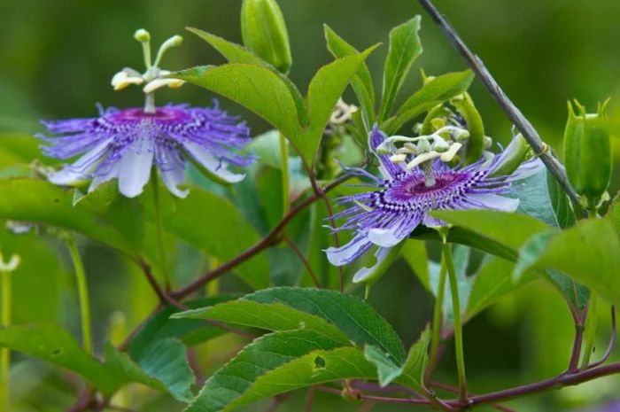 Пропонуємо саженці пассифлори маракок- фото № 2