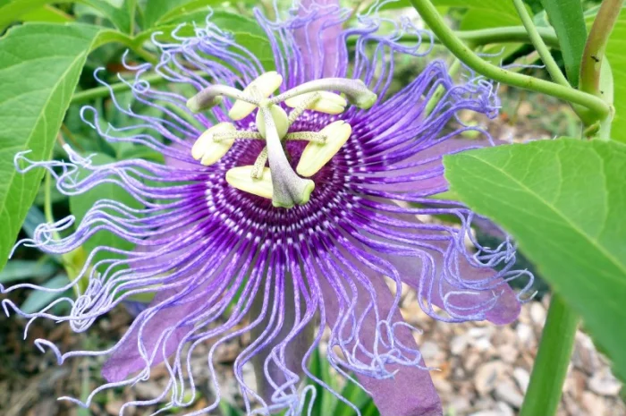 Пропонуємо саженці пассифлори маракок- фото № 3
