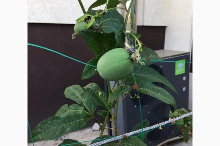 Пропонуємо саженці пассифлори маракок- фото № 4