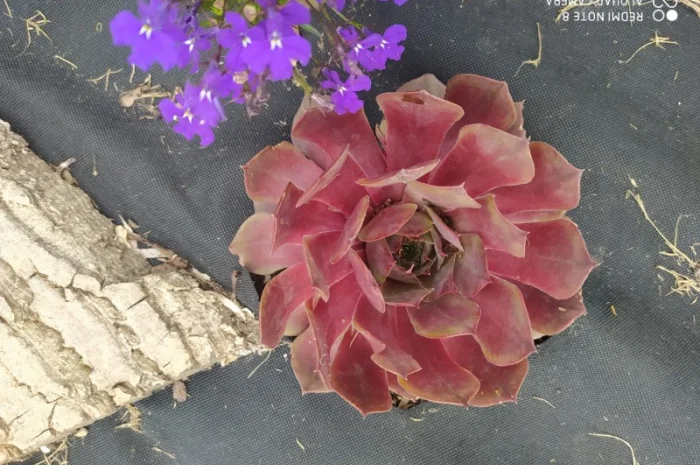 Кам'яна троянда - семпервівум для вашого саду- фото № 2