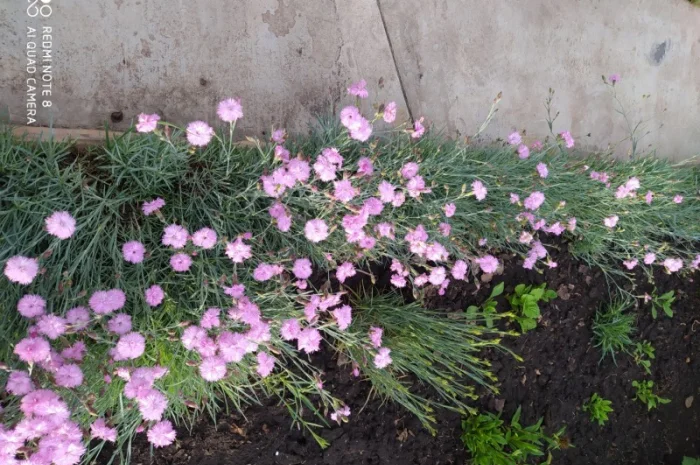 Садовая гвоздика розового цвета- фото № 2