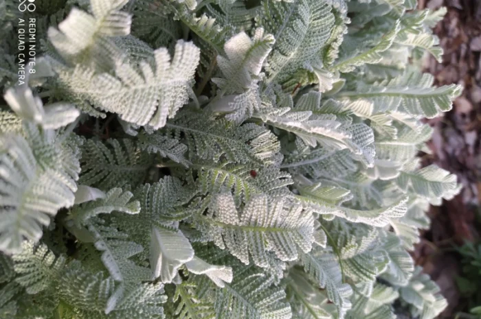 Пижма Гарадянова - декоративное растение для вашего сада- фото № 2