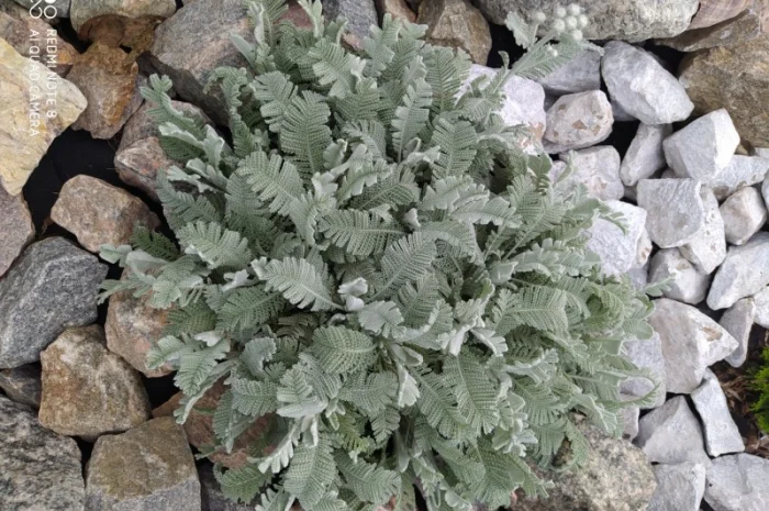 Пижма Гарадянова - декоративное растение для вашего сада- фото № 3