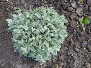 Пижма Гарадянова - декоративное растение для вашего сада- фото № 1